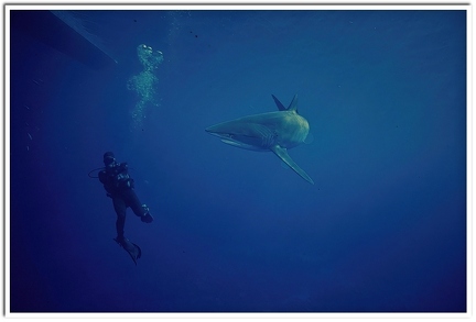 Silky Shark
