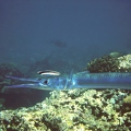 Houndfish with cleanerfish