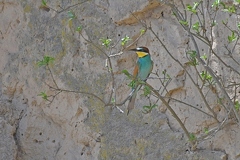 Beeeater on nest wall