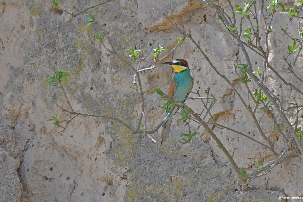 Beeeater on nest wall