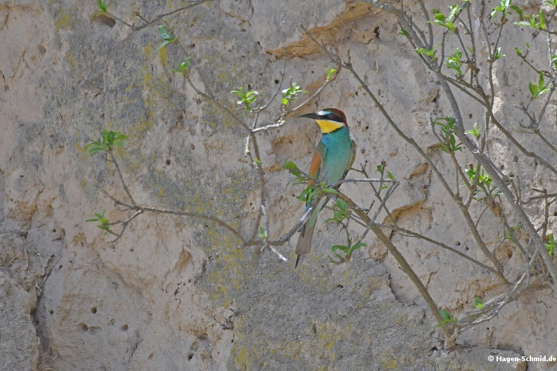Beeeater on nest wall