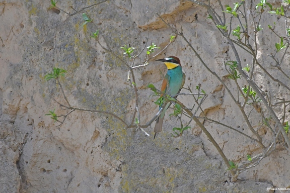 Beeeater on nest wall