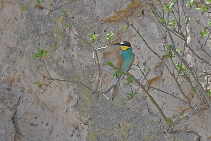 Beeeater on nest wall