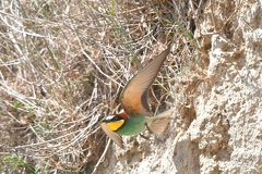 Beeeater