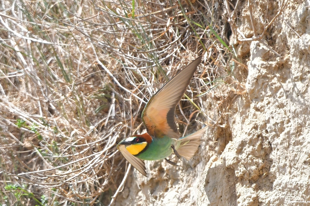 Beeeater