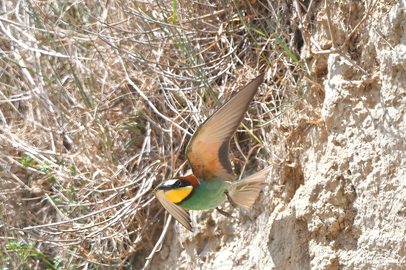 Beeeater