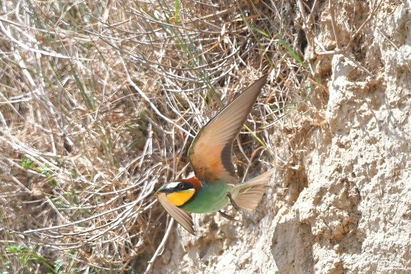 Beeeater