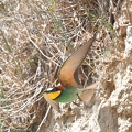 Beeeater