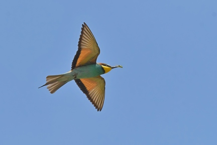 5BL 0348 01-SharpenAI-Focus