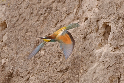 5BL 1008-SharpenAI-Standard