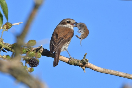 Rotrücken mit Maus 1