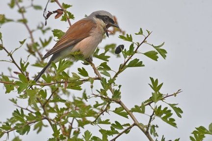 Rotrückenwürger spuckt Gewölle aus