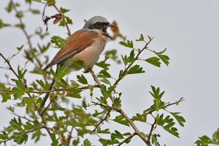 Shrike (Male)