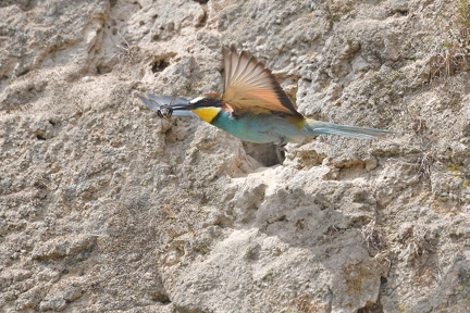 Bienenfresser mit Hummel