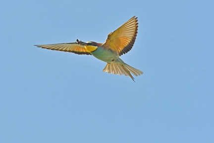 Bienenfresser im Flug