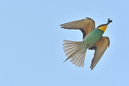 Bienenfresser im Flug
