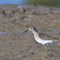 Greenshank 1