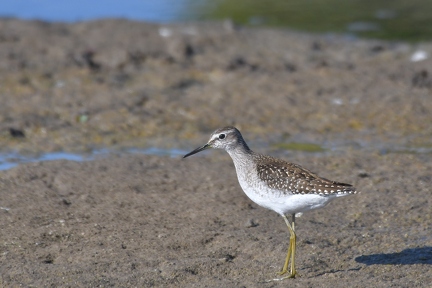 Greenshank 1