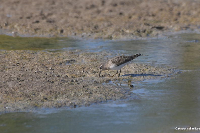 Temminckstrandläufer 1.jpg