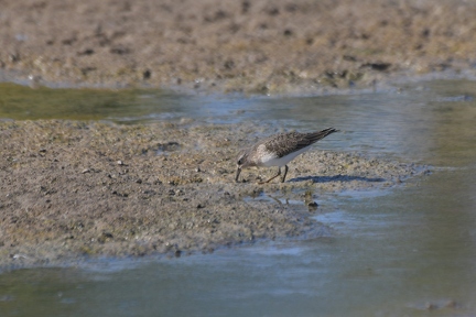 Temminckstrandläufer 1