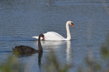 Schwarz und Höckerschwan