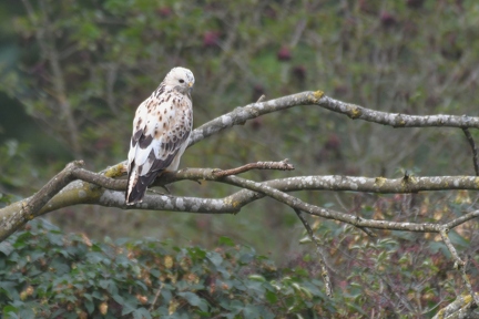 Bright coloured Buzzard
