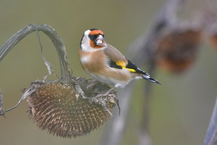 Goldfinch
