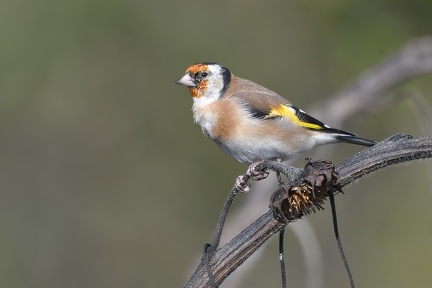 Goldfinch