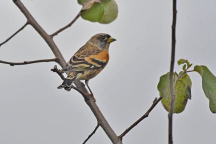 Bergfink (Männchen)