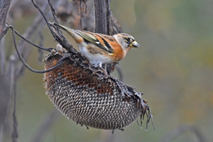 Mountainfinch (male)