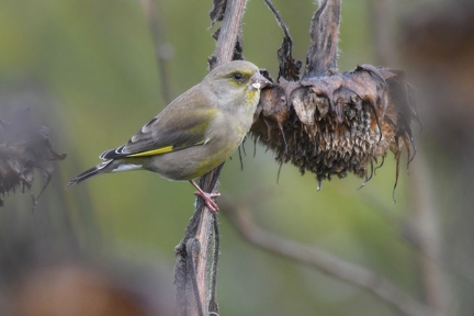 Greenfinch (Female)
