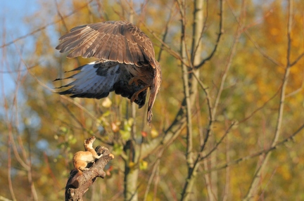 Bussard und Wiesel