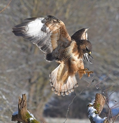 5BL 4591-SharpenAI-Focus