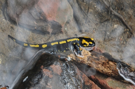 Fire salamander in water 