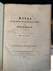 Rüppell 1