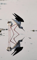 Stilt walker