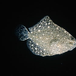 Unterwasser Irland- Underwater Ireland