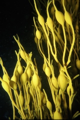 Floathing Seaweed