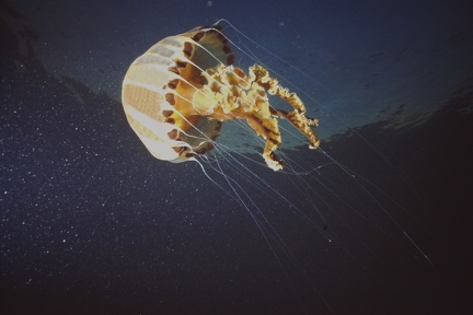 Copass Jellyfish