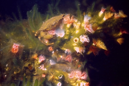 Crab on tubeworms