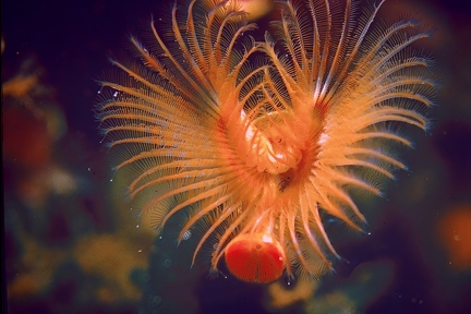 Tubeworm