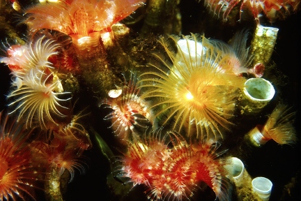 Tubeworms