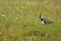 Lapwing and chick